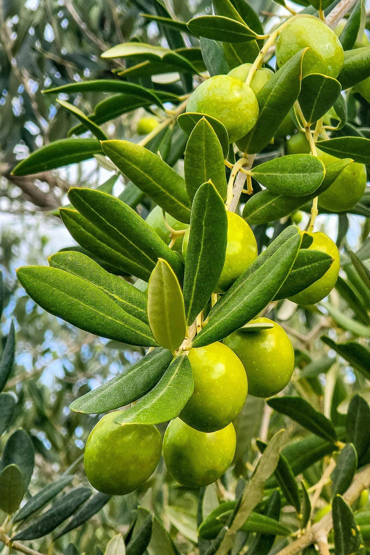 Dalında olgunlaşan yeşil zeytinler ve zeytin yaprakları