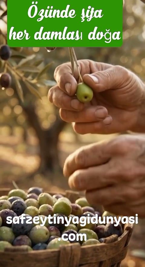 Anadolu’da zeytin hasadı sırasında dalından yeşil zeytin toplayan eller